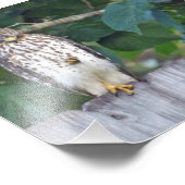 6x4フォト《鳥》ハヤブサ フォトプリント            (角)