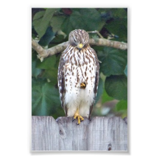 6x4フォト《鳥》ハヤブサ フォトプリント            (正面)