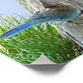 6x6バリューポスター紙（マット）付き/星付きジェイ ポスター (角)