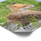 6x6バリューポスター紙（マット）、fox付き ポスター (角)