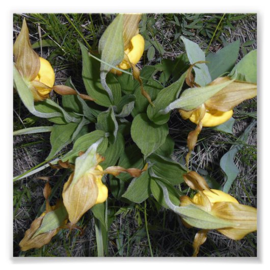 6x6フォトプリント フォトプリント            (正面)