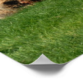 7つの奇妙なラスタ羊 ポスター (角)