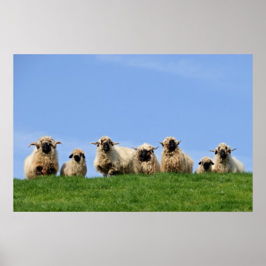 7つの奇妙なラスタ羊 ポスター (正面)