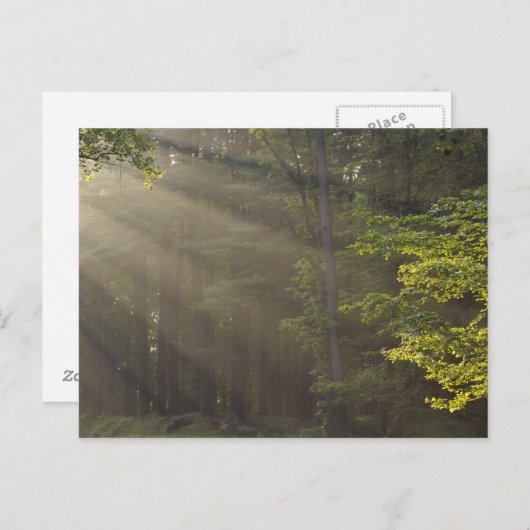 7つの湖のドライブ、ハリマン、ニューヨークの木々 ポストカード (正面/裏面)