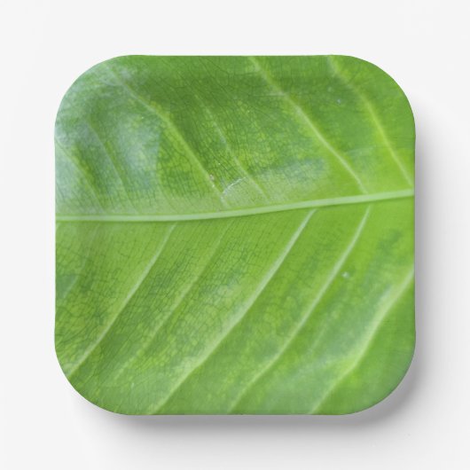 7インチスクエア紙プレートとエンチャントグリーン ペーパープレート (正面)