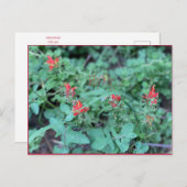 7月すてきはがき ポストカード (正面/裏面)