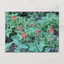 7月すてきはがき ポストカード