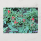 7月すてきはがき ポストカード (正面)