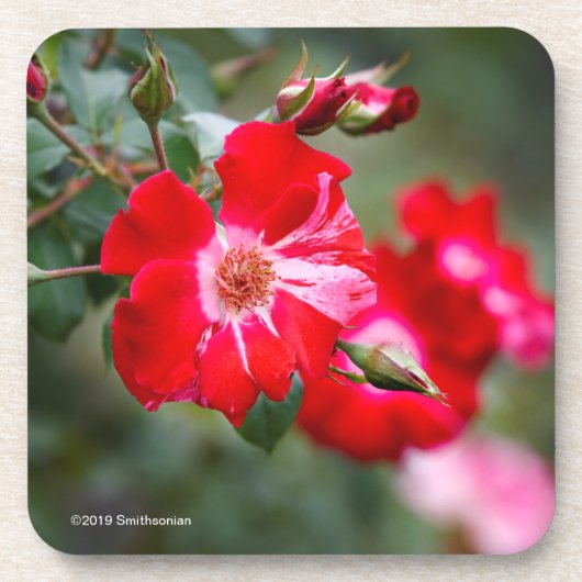 7月4日の低木 コースター (正面)