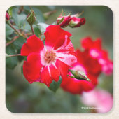 7月4日の低木 スクエアペーパーコースター (正面)