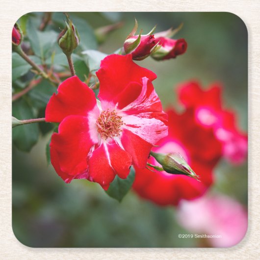 7月4日の低木 スクエアペーパーコースター (正面)