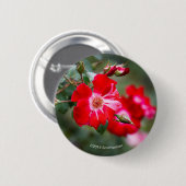 7月4日の低木 缶バッジ (正面&裏面)