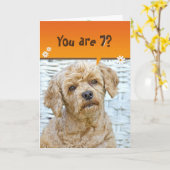 7歳の誕生日の茶色のプードルオンウィッカー カード (黄色い花)