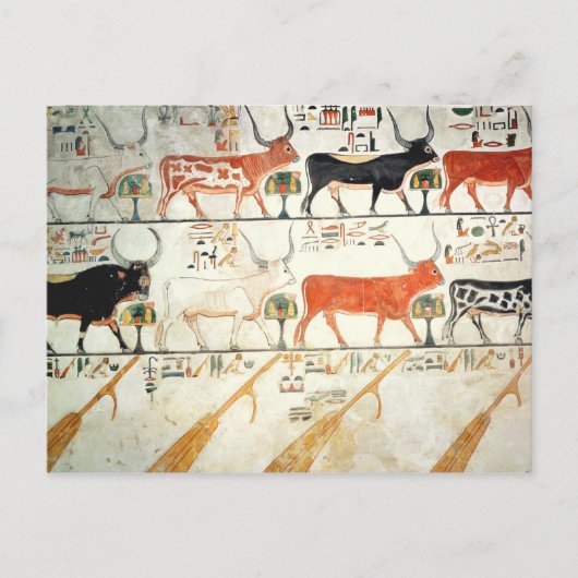 7頭の天牛および神聖な雄牛 ポストカード (正面)