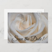 7127 – 白バラ（露） ポストカード (正面/裏面)