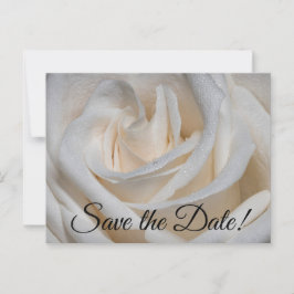 7127 – 白バラ（露） ポストカード