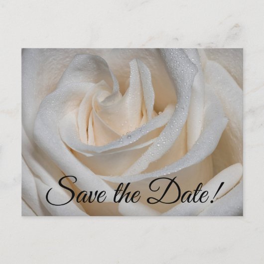 7127 – 白バラ（露） ポストカード (正面)