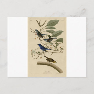 74_Indigo_Bird.jpg ポストカード