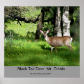 7 Black Tail Deer, Black Tail Deer Mt. Diablo,... ポスター (正面)