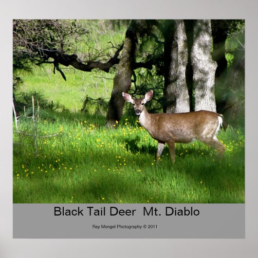7 Black Tail Deer, Black Tail Deer  Mt. Diablo,... ポスター (正面)
