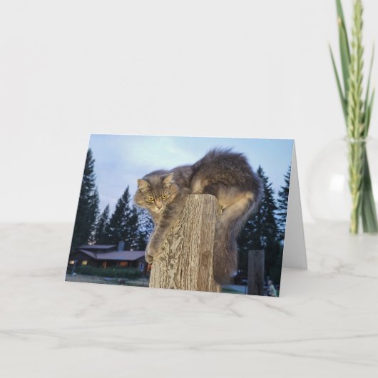 7"x5"折り畳みカード ||キャセティック猫 カード (正面)