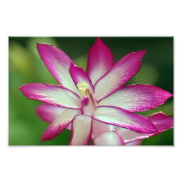 7" x 5インチ、コダックプロフェッショナルフォト紙(Satin) フォトプリント