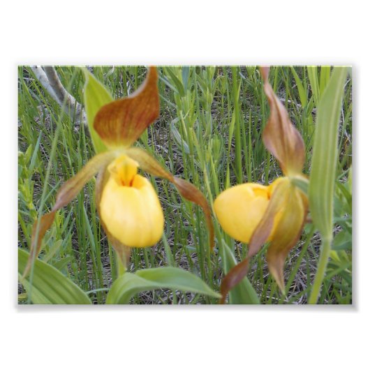 7x5フォトプリント フォトプリント            (正面)