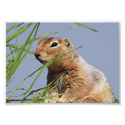 7x5 Kodakプロフェッショナルフォト紙(Satin) フォトプリント (正面)