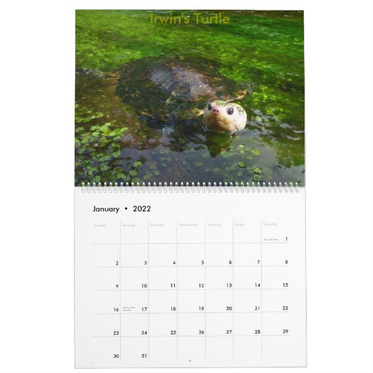 8か月のオーストラリアの淡水のカメのカレンダー カレンダー Zazzle Co Jp