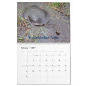 8か月のオーストラリアの淡水のカメのカレンダー カレンダー (2月 2027)