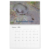 8か月のオーストラリアの淡水のカメのカレンダー カレンダー (2月 2026)