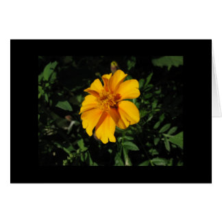 8つのオレンジ花びら