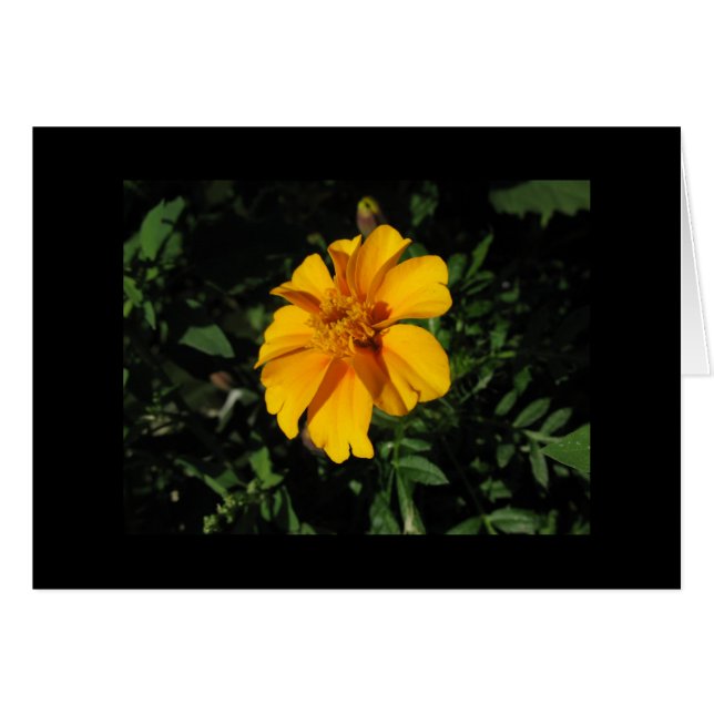 8つのオレンジ花びら (正面横)