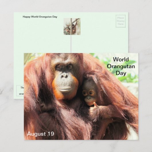 8月19日 世界オランウータンの日 ポストカード (正面/裏面)