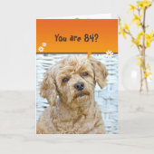 84歳の誕生日の茶色のプードルオンウィッカー カード (黄色い花)