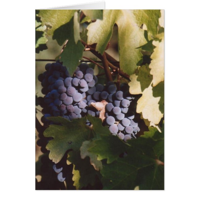 85. 太陽に照らされたブドウ、Sonoma郡、カリフォルニア (正面)