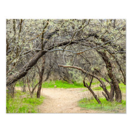 8602-歩くパス付き樹木 フォトプリント           