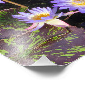 8.5インチx11インチ睡蓮 フォトプリント            (角)