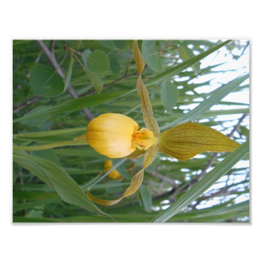 8.5x11フォトプリント フォトプリント            (正面)