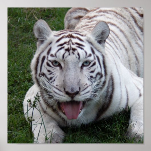 8.5x8.5ポスター/プリントテンプレート ポスター (正面)