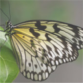 8" x 8"の大きなカスタムビニールシール シール (正面)