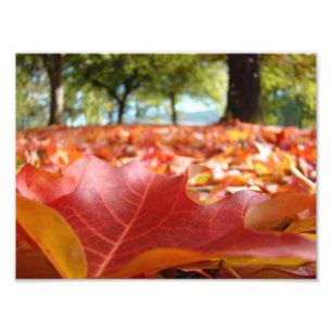 8x10アートプリント自然撮影紅葉 フォトプリント