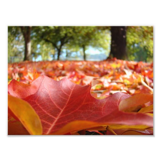 8x10アートプリント 自然写真 紅葉 フォトプリント            (正面)