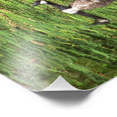 8X10カナダグース反射 フォトプリント            (角)