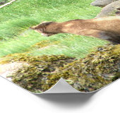 8x10グリズリーベアのポスター紙（マット） ポスター (角)