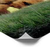 8x10グリズリーベアーカブのポスター紙（マット） ポスター (角)