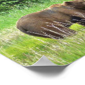 8x10バリューポスター紙（マット）、グリズリーベア ポスター (角)