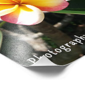 8x10プリント – ピンクと黄色のプルメリア フォトプリント            (角)