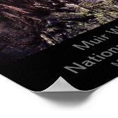 8x10 – ミューア・ウッズ国定文字色(暗) ポスター (角)