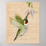 8x10 Hummingbird Poster ポスター<br><div class="desc">A pretty ruby-throated hummingbird at a fuchsia flower on a background of vintage calligraphy.</div>